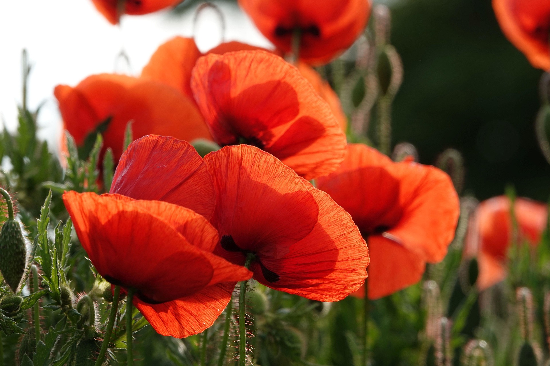 Mohn